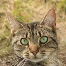 petfurball中文版下载资源图片