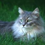鹿晗的猫狗资源图片